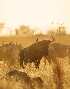 assets/images/tours/6-days-lake-manyara-serengeti-and-ngorongoro-safari.jpg