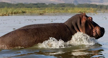 assets/images/tours/6-days-lake-nakuru-lake-bogoria-lake-naivasha-and-masai-mara.jpg