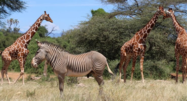 assets/images/7-days-samburu-abderdares-lake-nakuru-lake-naivasha-and-masai-mara.jpg